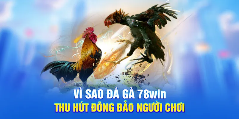 Vì sao đá gà 78WIN thu hút đông đảo người chơi